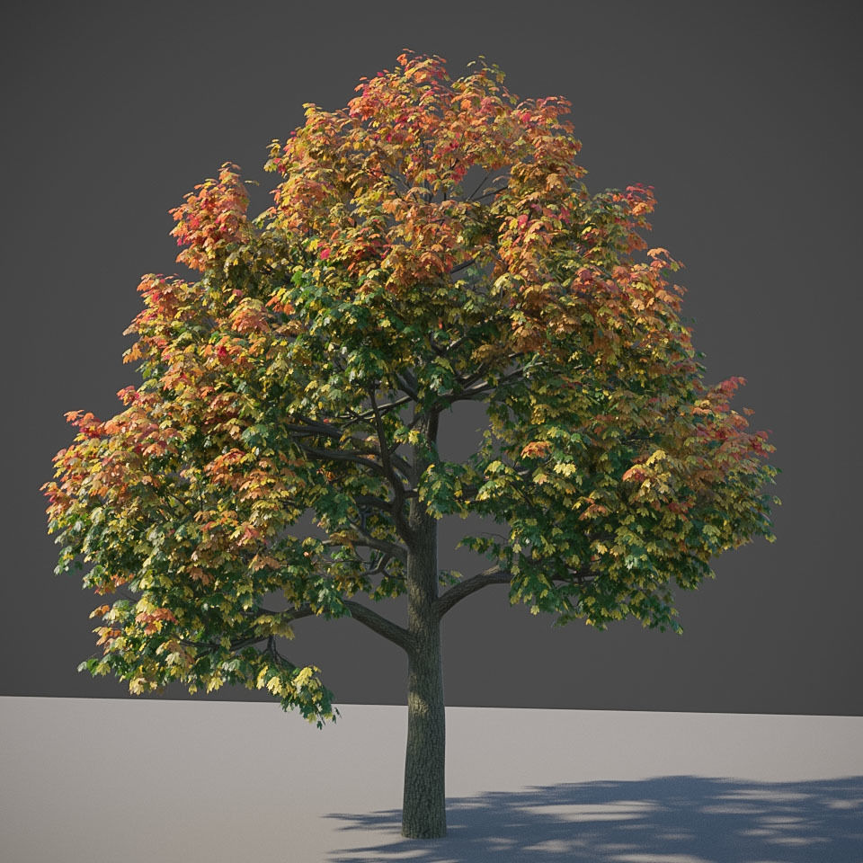 XfrogPlants Sugar Maple - Acer Saccharum  3D model_3