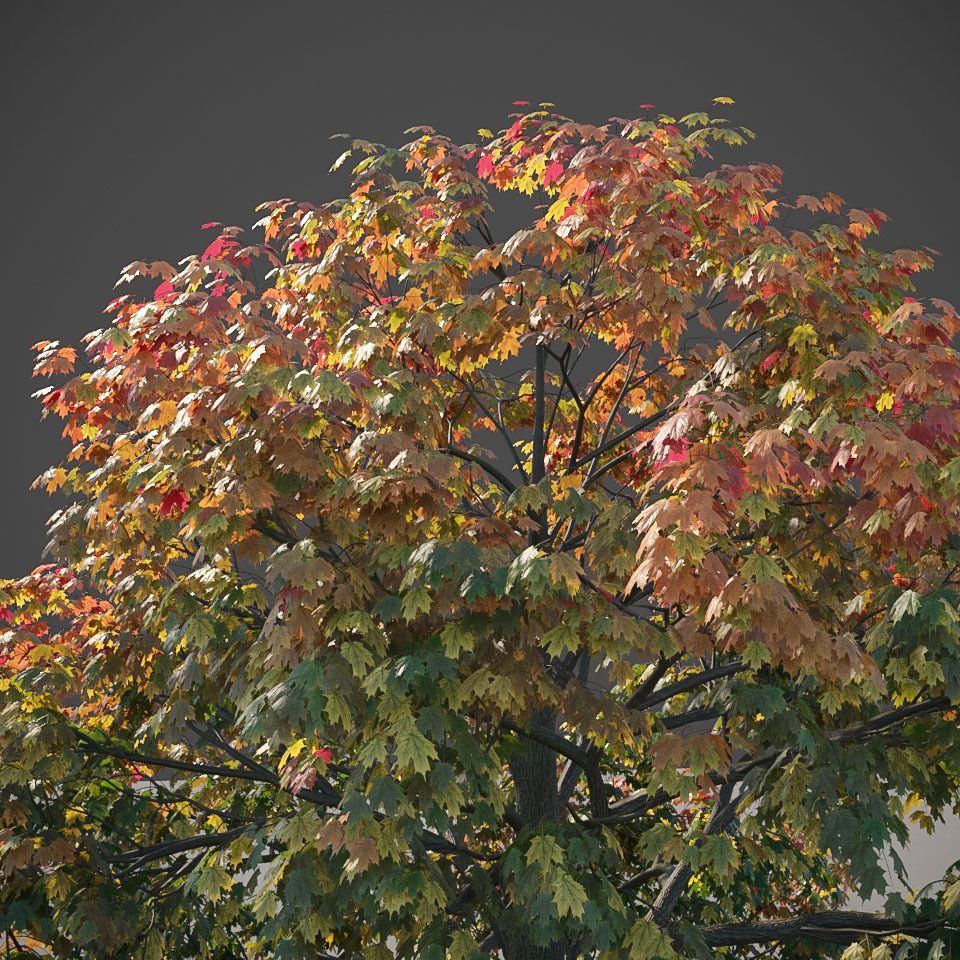XfrogPlants Sugar Maple - Acer Saccharum  3D model_5
