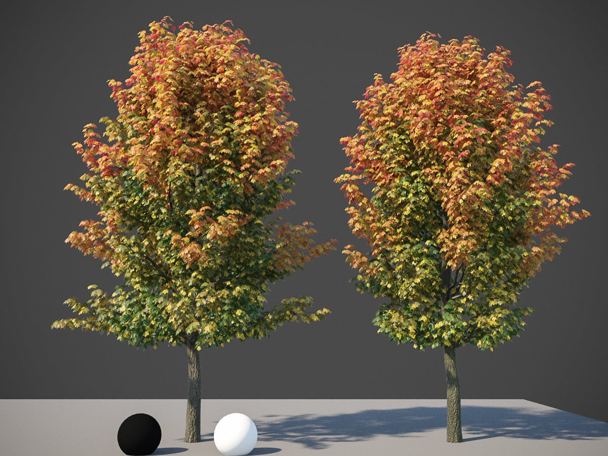 XfrogPlants Sugar Maple - Acer Saccharum  3D model_4