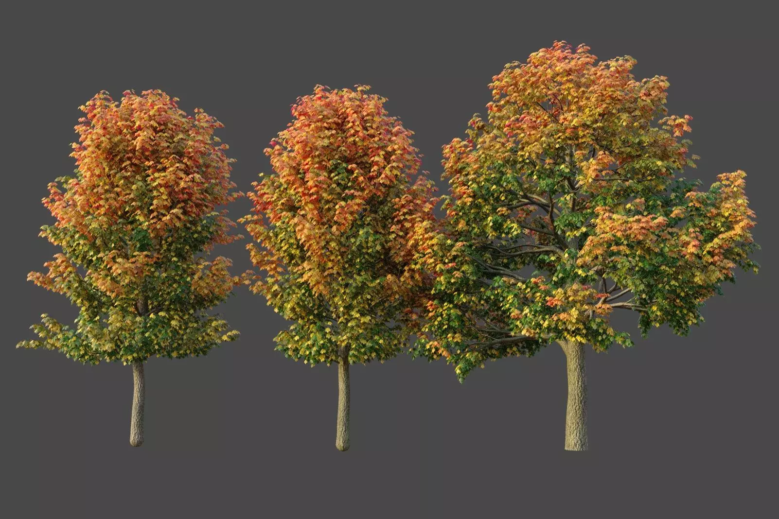 XfrogPlants Sugar Maple - Acer Saccharum  3D model_0