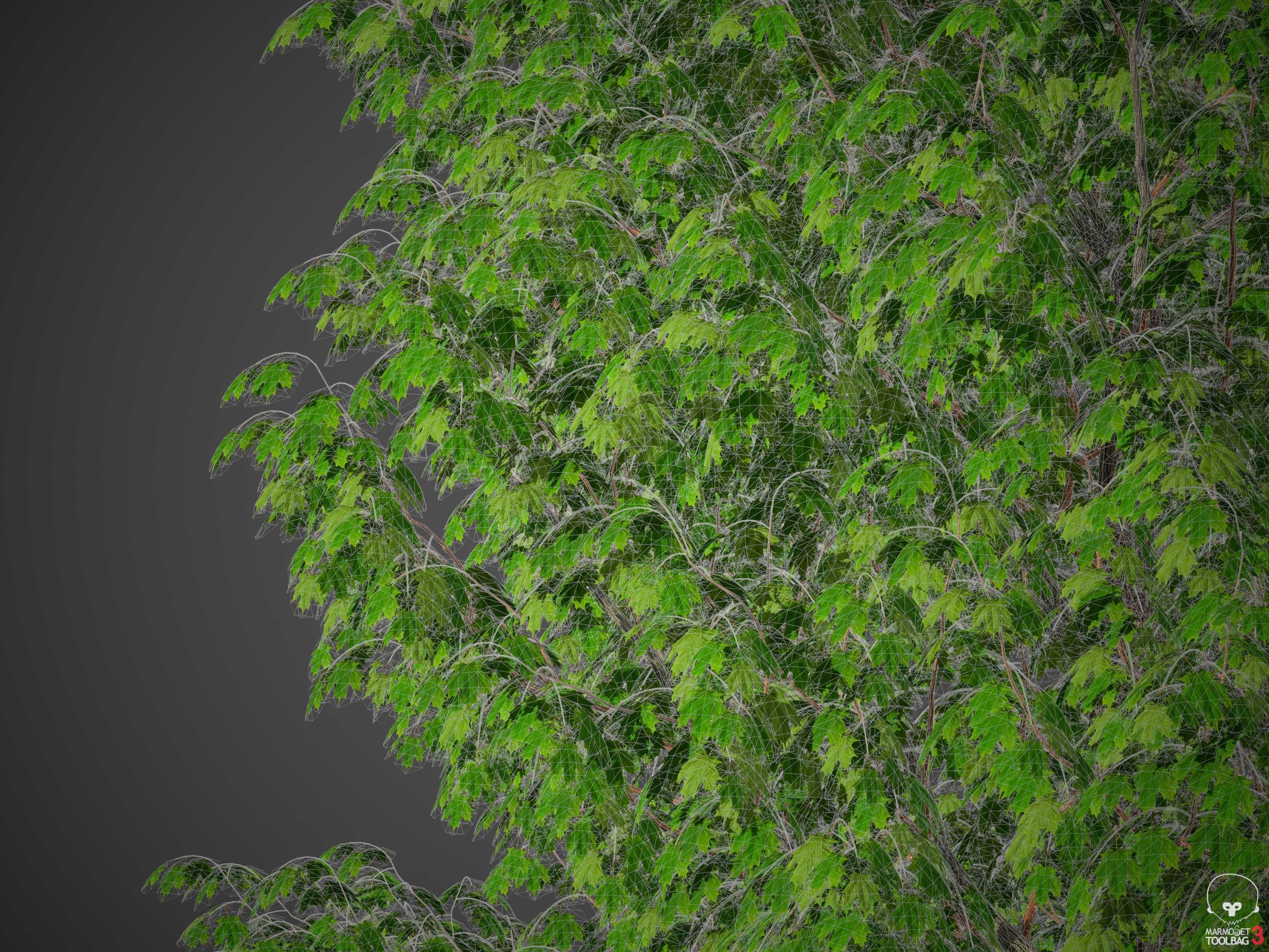 XfrogPlants Sugar Maple - Acer Saccharum  3D model_7