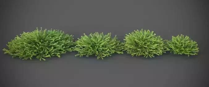 XfrogPlants Greasewood - Adenostoma Fasciculatum 