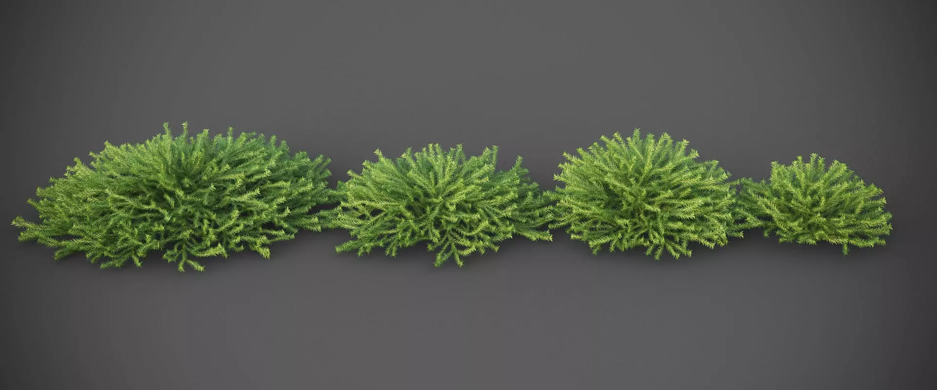 XfrogPlants Greasewood - Adenostoma Fasciculatum 3D model