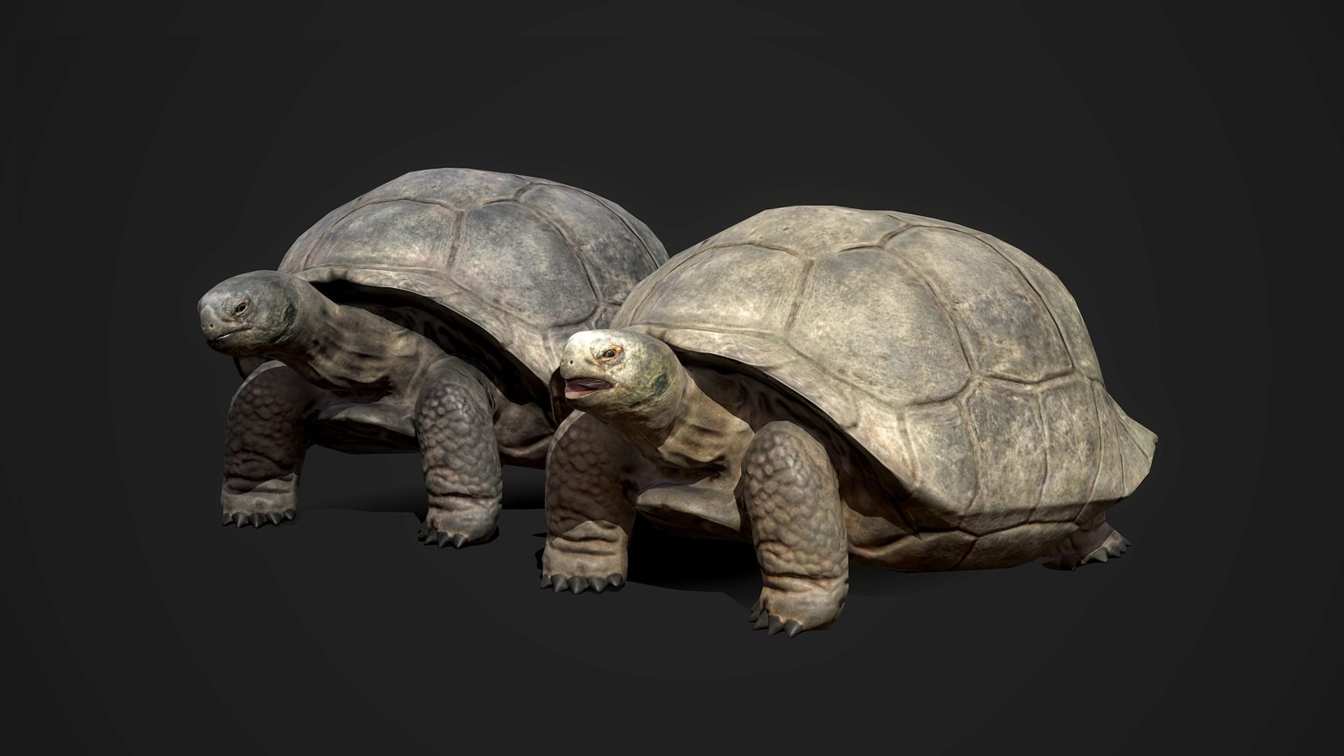 Galapagos Tortoise - GameReady Low-poly 3D model_6