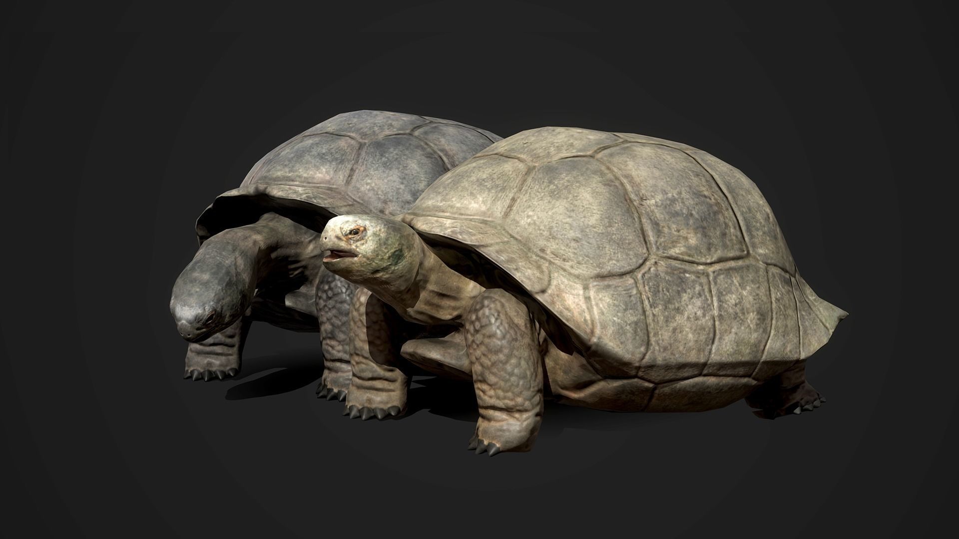 Galapagos Tortoise - GameReady Low-poly 3D model_3