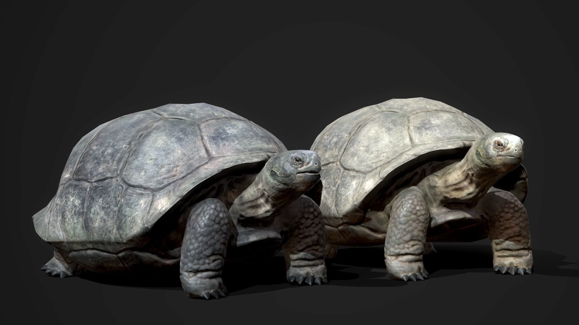 Galapagos Tortoise - GameReady Low-poly 3D model_8