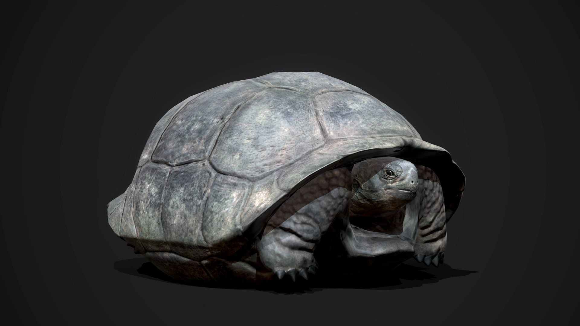 Galapagos Tortoise - GameReady Low-poly 3D model_4