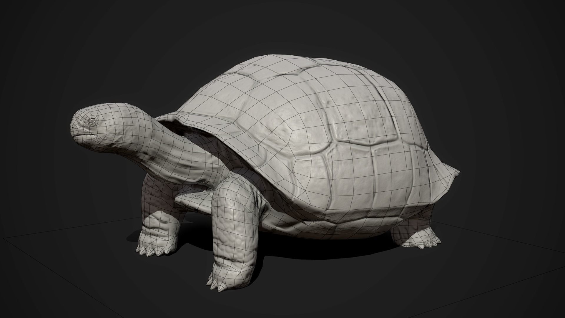 Galapagos Tortoise - GameReady Low-poly 3D model_7