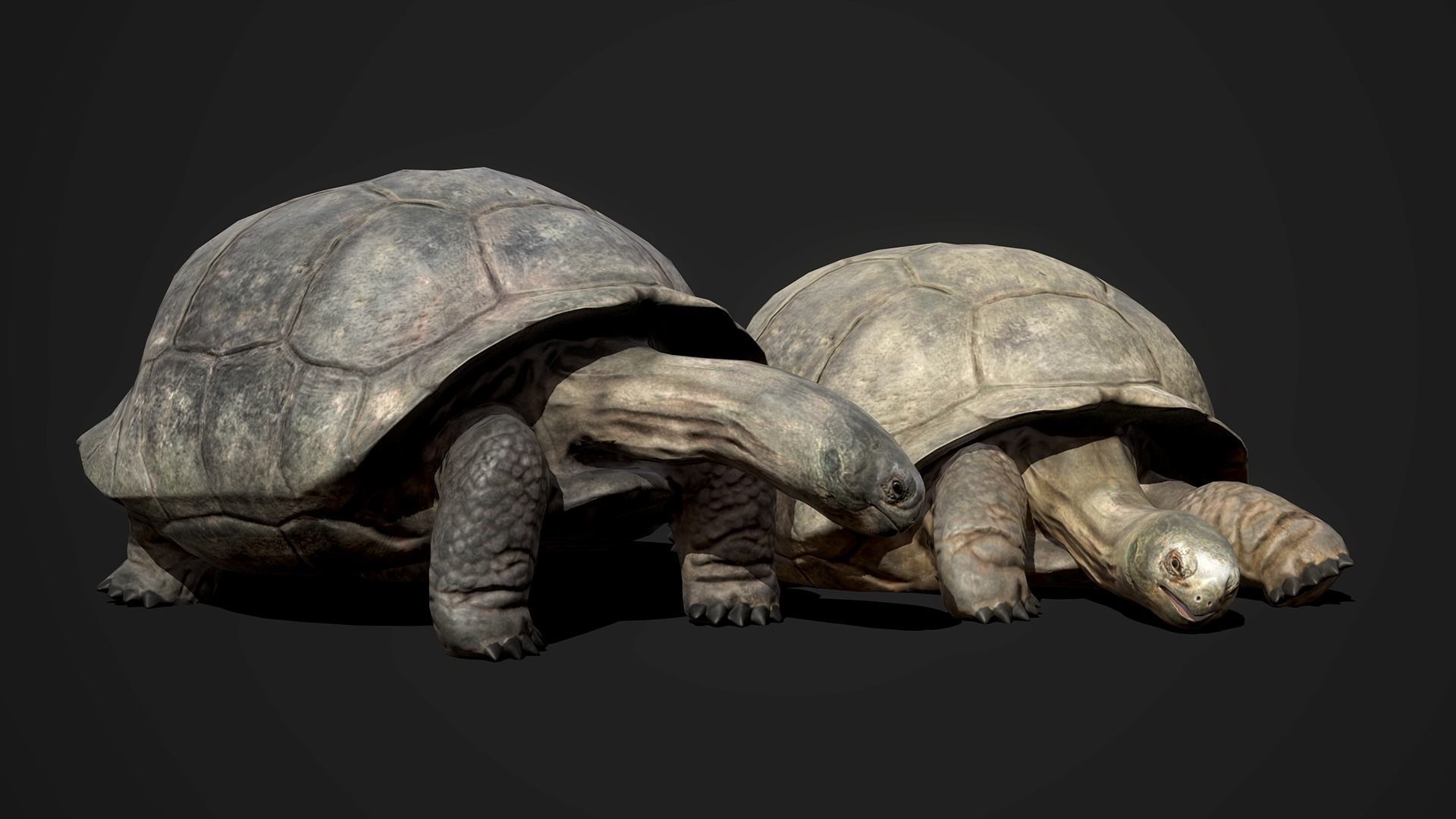 Galapagos Tortoise - GameReady Low-poly 3D model_2
