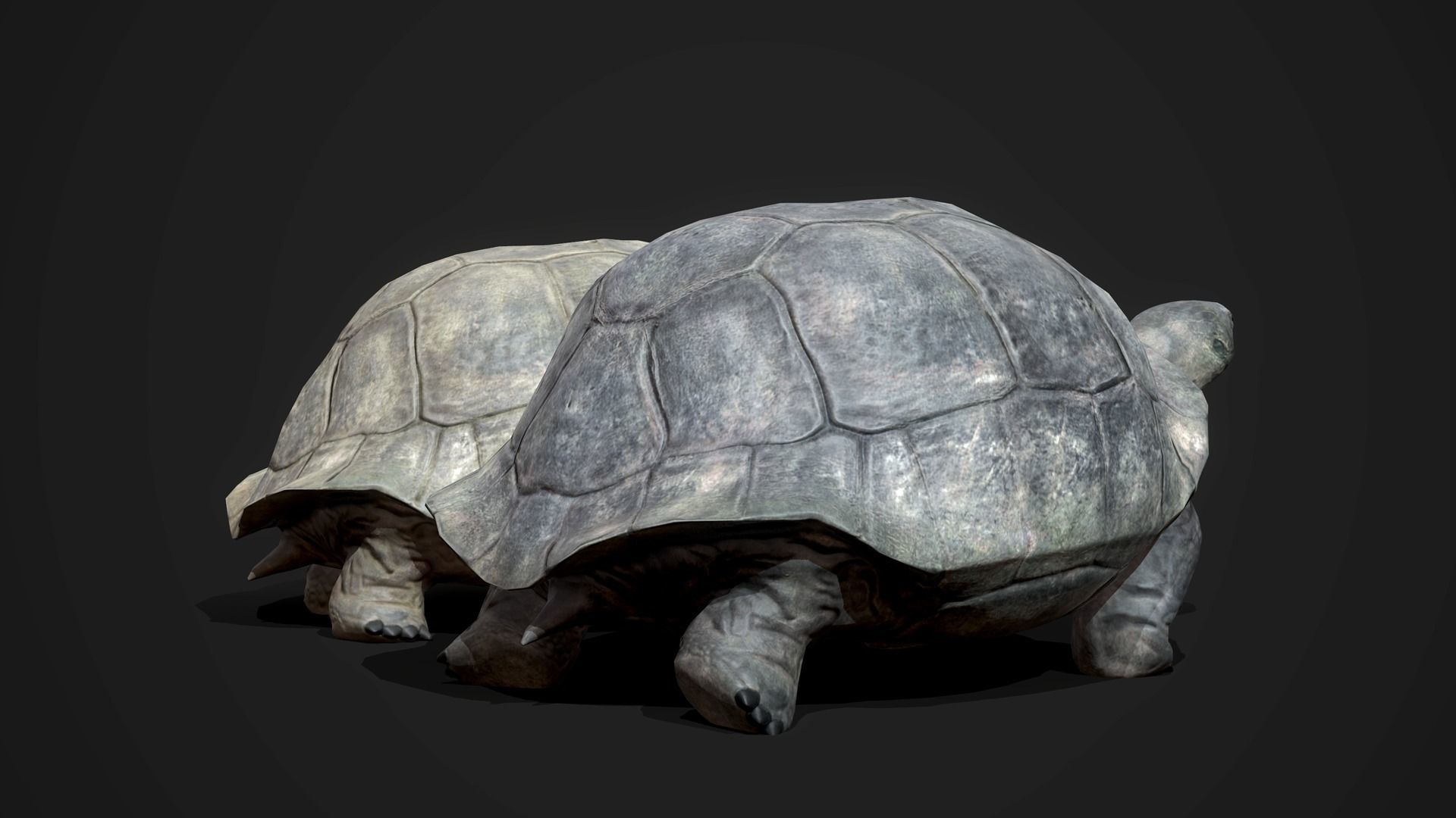 Galapagos Tortoise - GameReady Low-poly 3D model_5