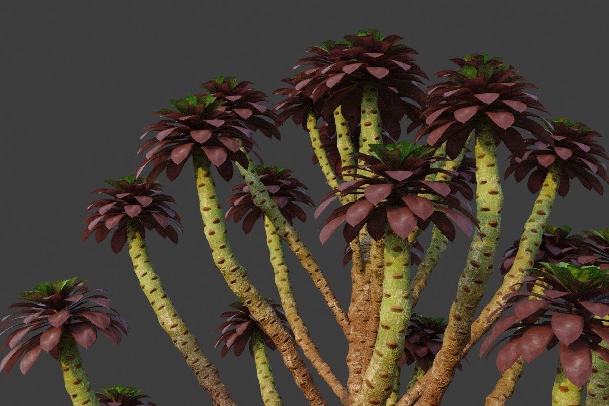 XfrogPlants Tree Houseleek - Aeonium Arboreum  3D model_2