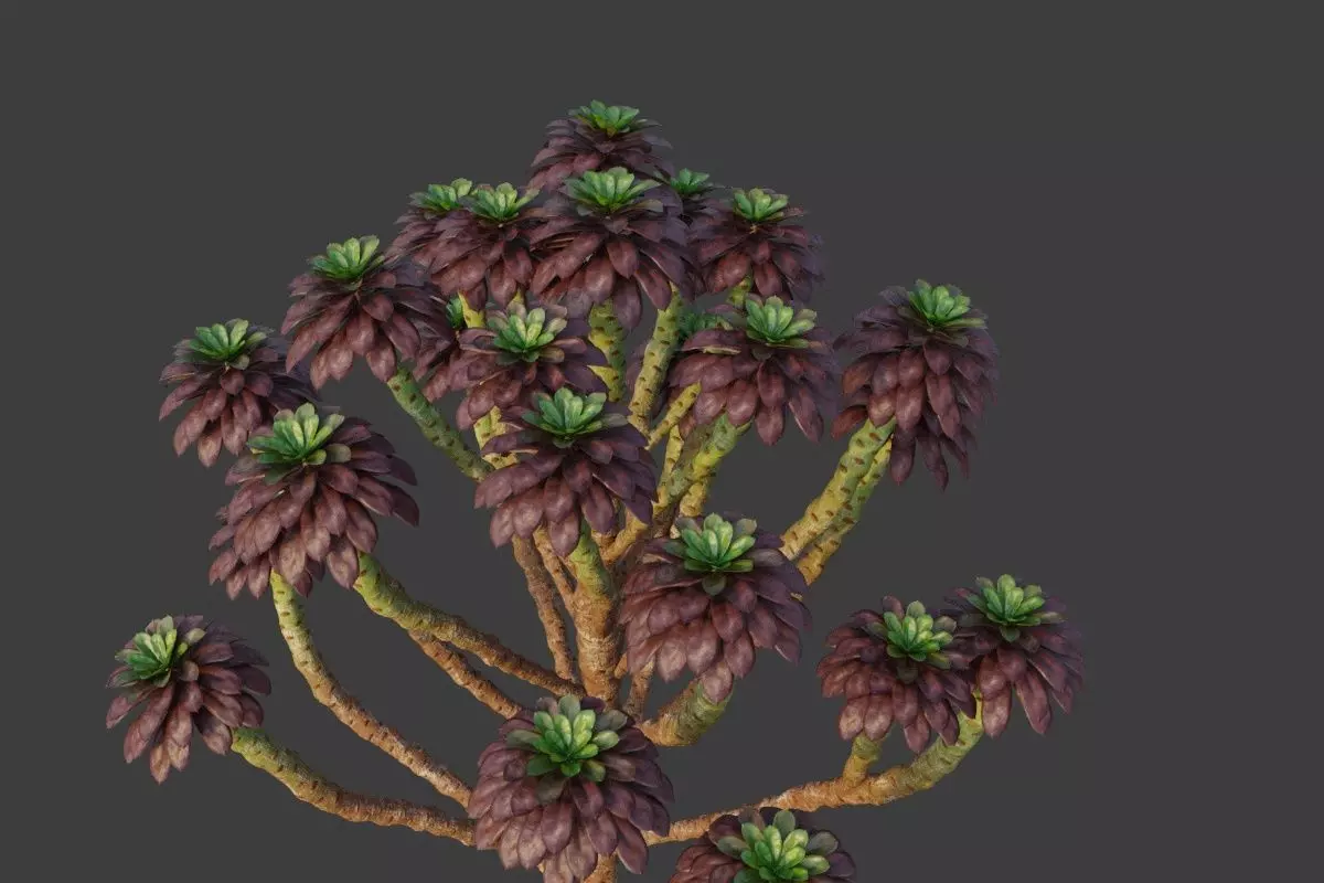 XfrogPlants Tree Houseleek - Aeonium Arboreum  3D model_0