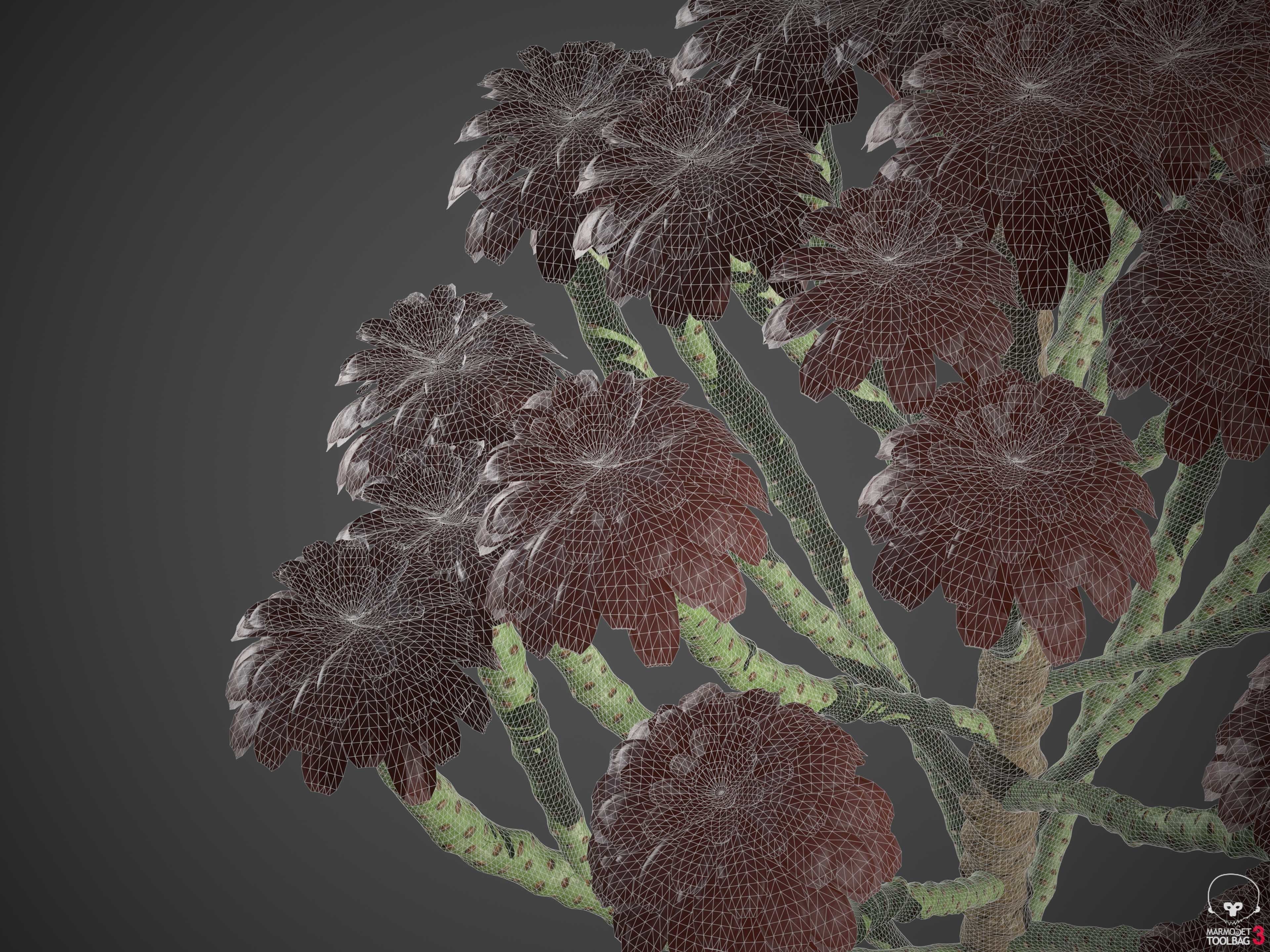XfrogPlants Tree Houseleek - Aeonium Arboreum  3D model_6