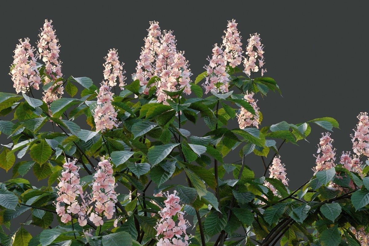 XfrogPlants Horse Chestnut - Aesculus Hippocastanum  3D model_4