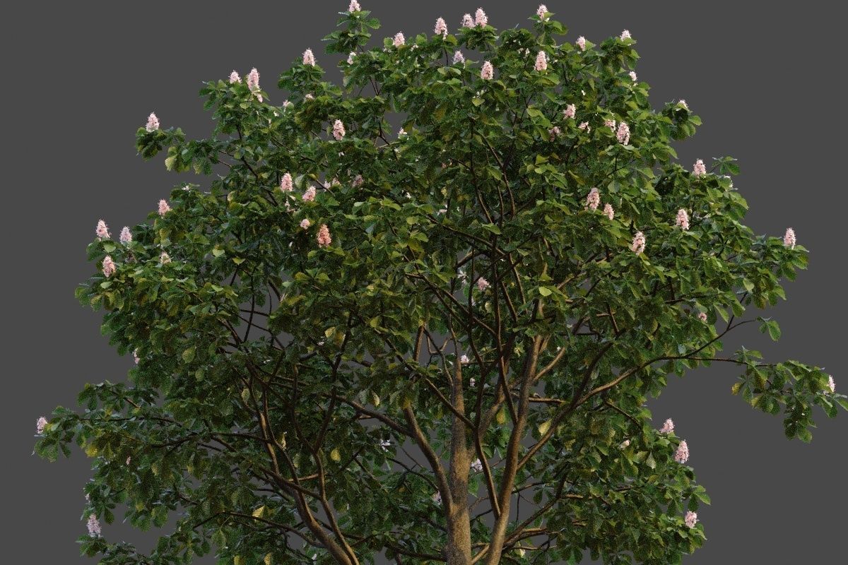 XfrogPlants Horse Chestnut - Aesculus Hippocastanum  3D model_5