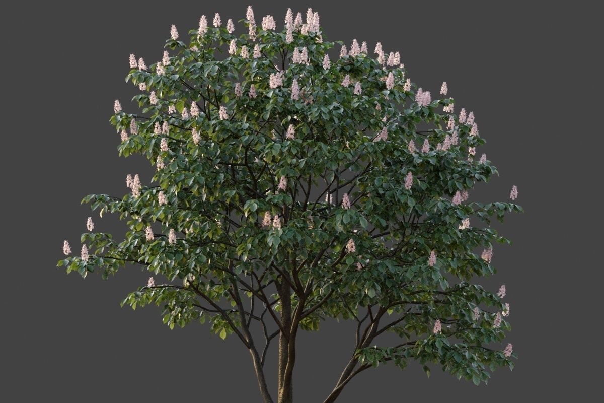 XfrogPlants Horse Chestnut - Aesculus Hippocastanum  3D model_2