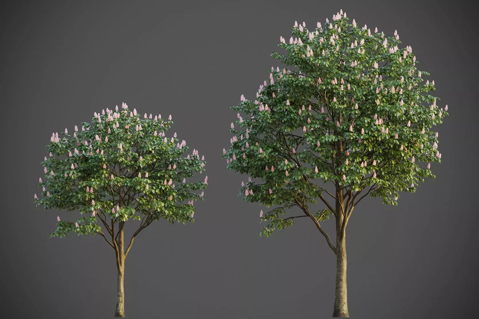 XfrogPlants Horse Chestnut - Aesculus Hippocastanum  3D model_0