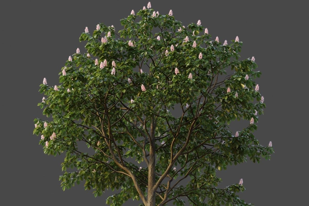 XfrogPlants Horse Chestnut - Aesculus Hippocastanum  3D model_3