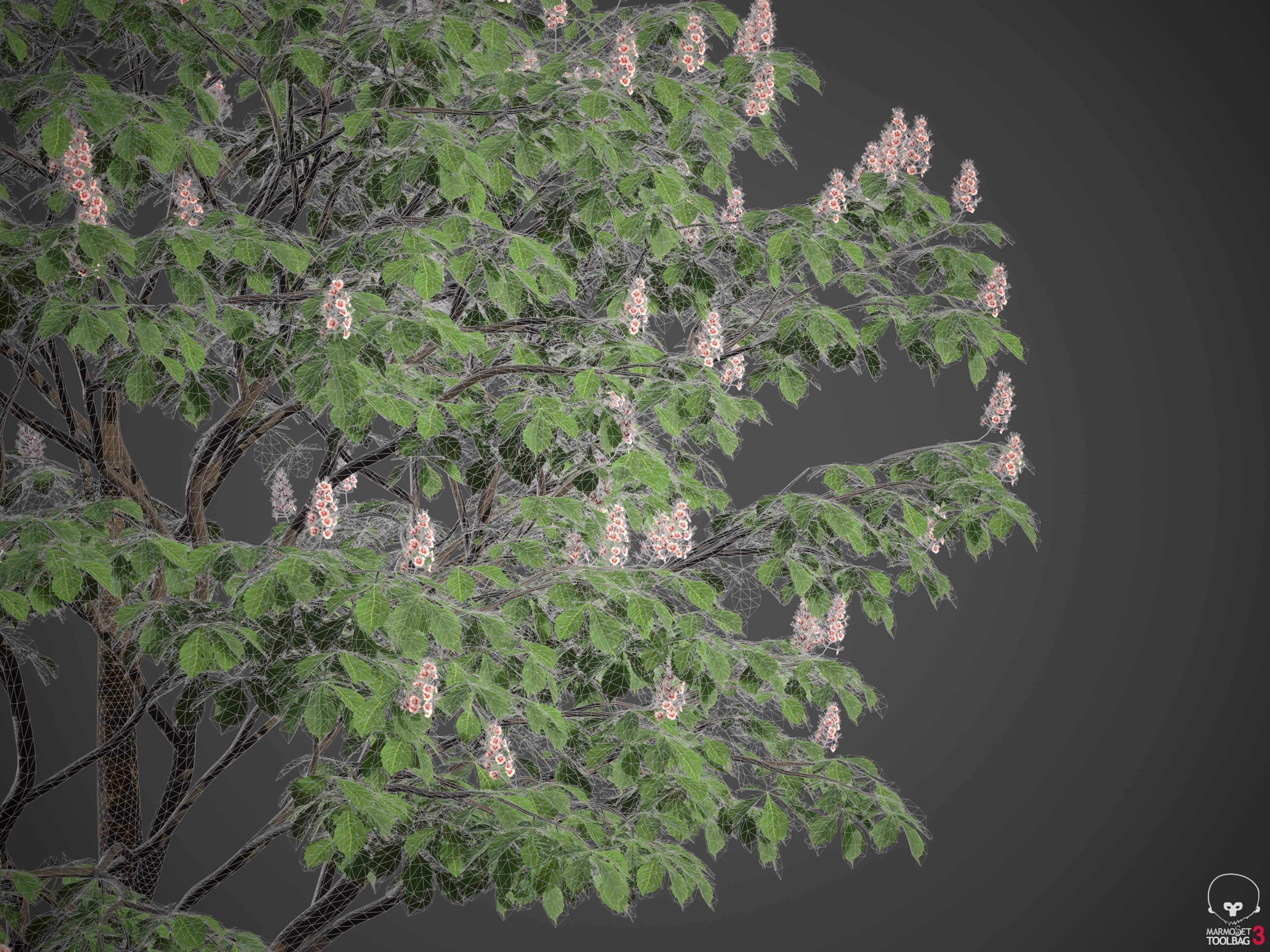 XfrogPlants Horse Chestnut - Aesculus Hippocastanum  3D model_8
