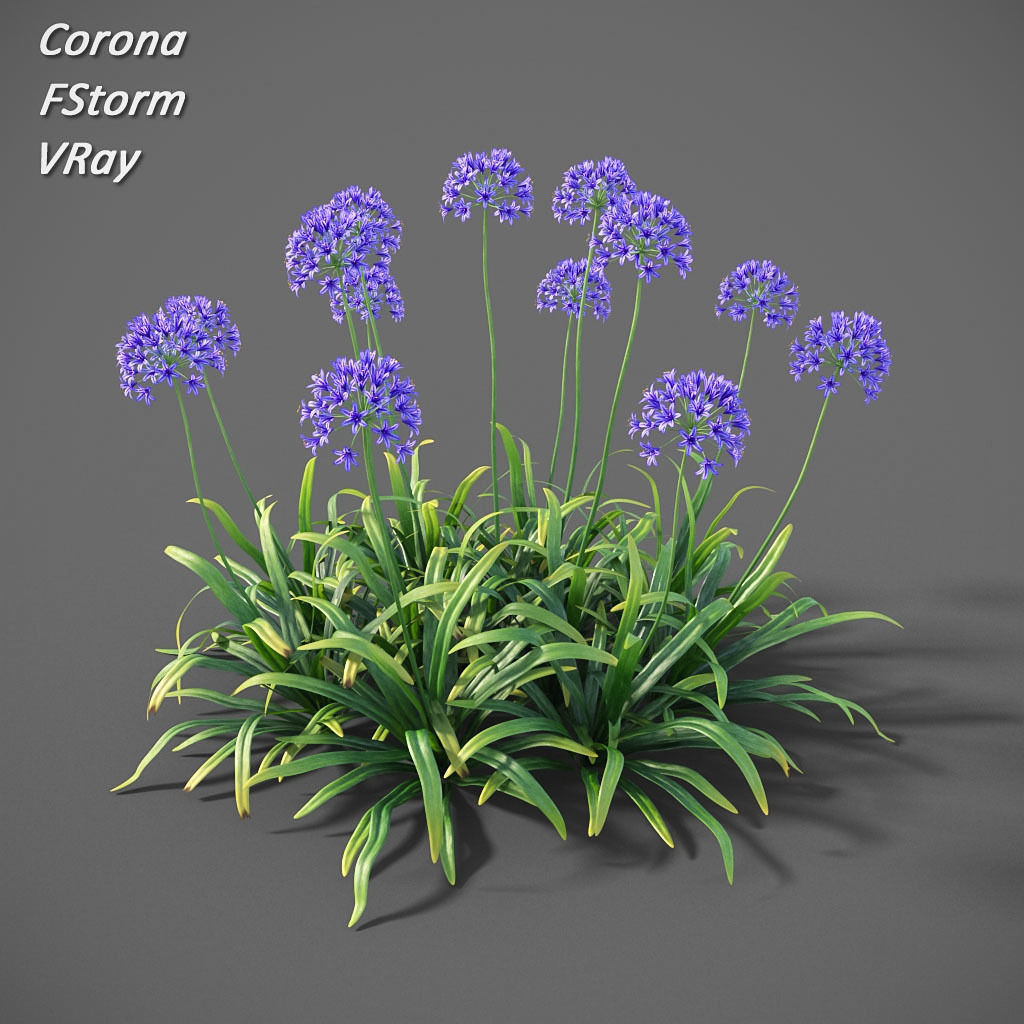 XfrogPlants Agapanthus  Free 3D model_8