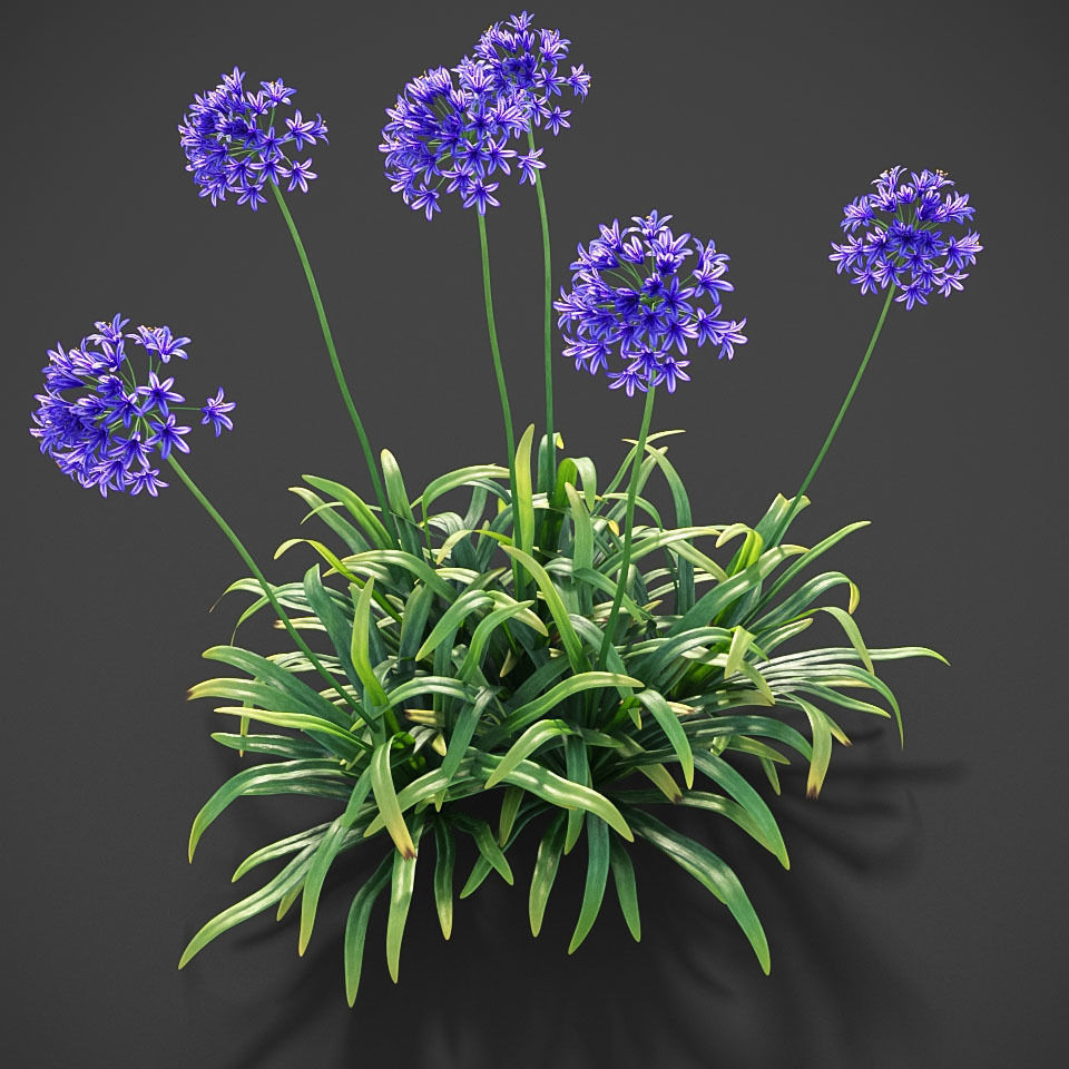 XfrogPlants Agapanthus  Free 3D model_7