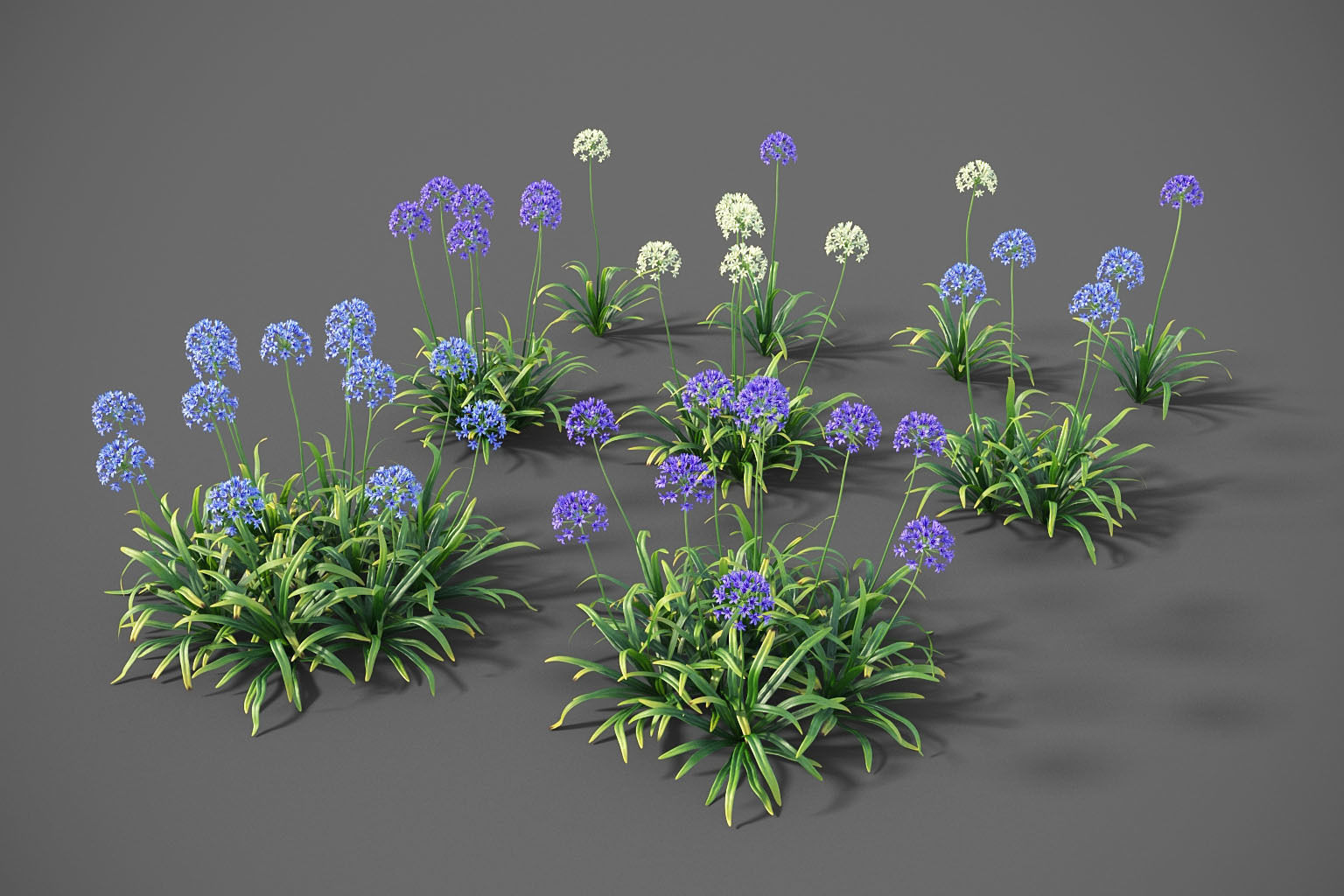 XfrogPlants Agapanthus  Free 3D model_2