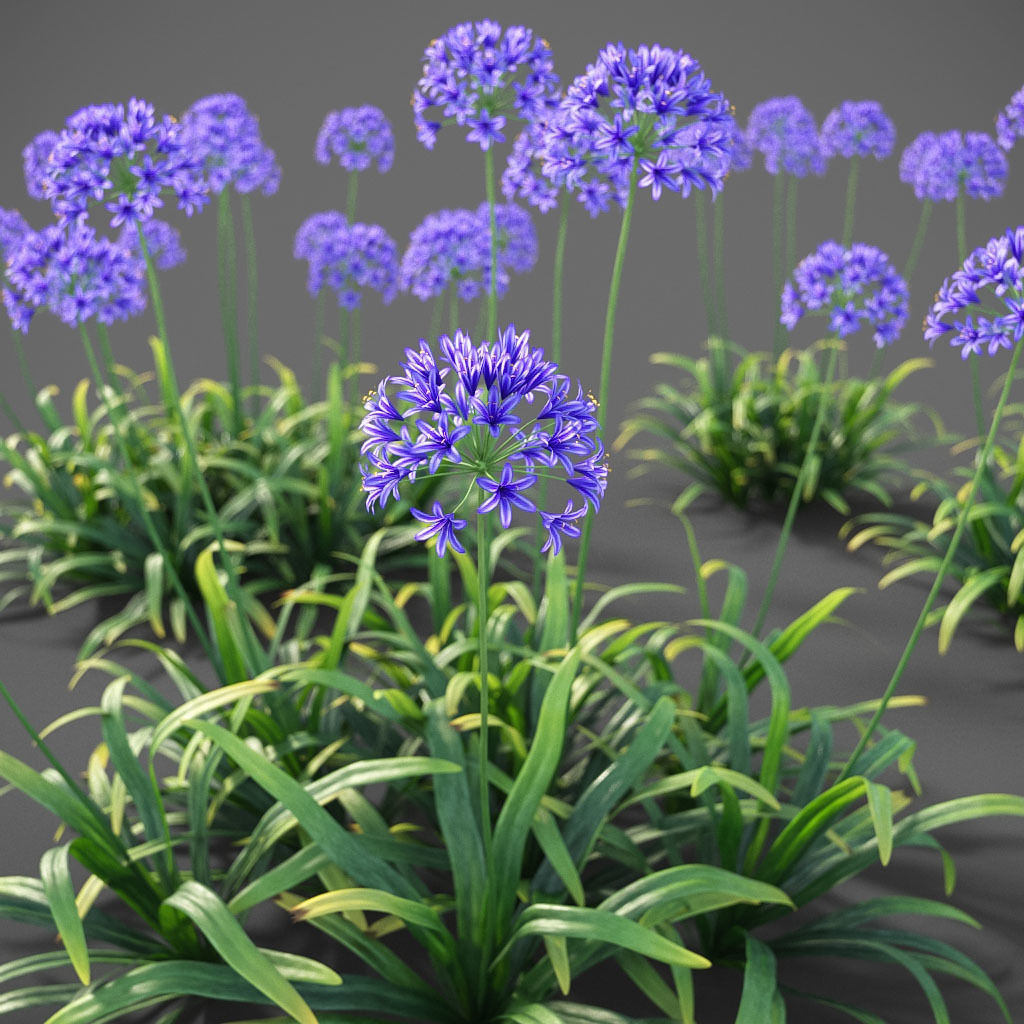 XfrogPlants Agapanthus  Free 3D model_9
