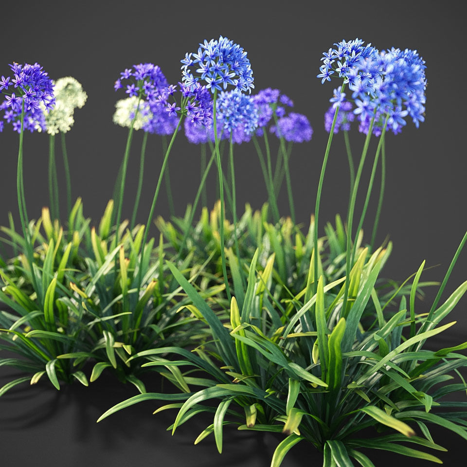 XfrogPlants Agapanthus  Free 3D model_3