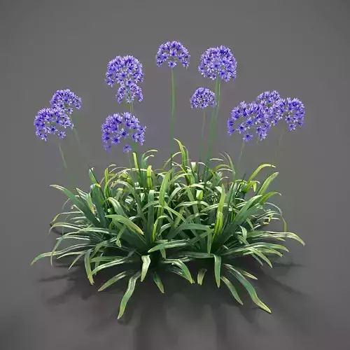 XfrogPlants Agapanthus  Free 3D model