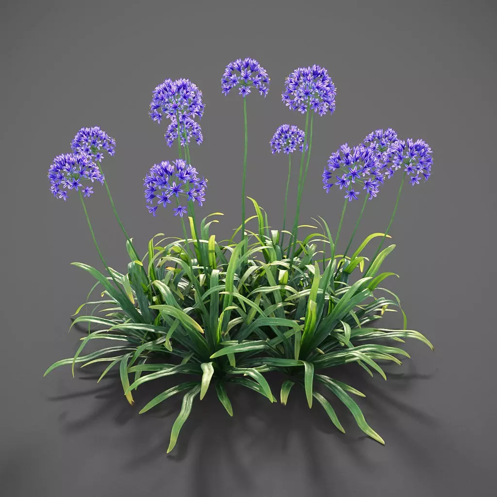 XfrogPlants Agapanthus  Free 3D model_0