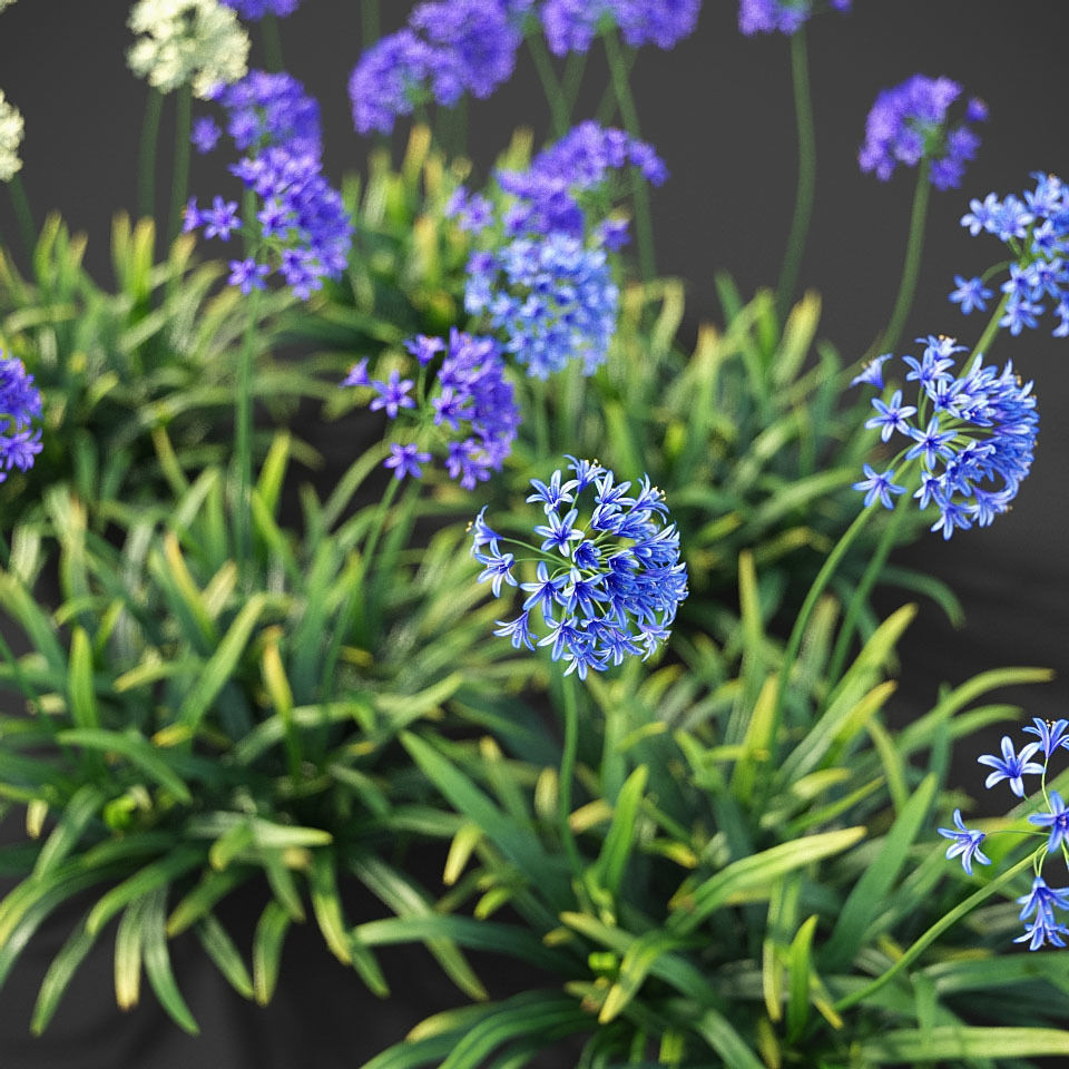 XfrogPlants Agapanthus  Free 3D model_4