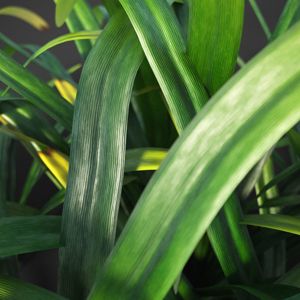 XfrogPlants Agapanthus  Free 3D model_5