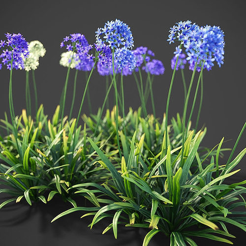 XfrogPlants African Lily - Agapanthus Africanus  3D model