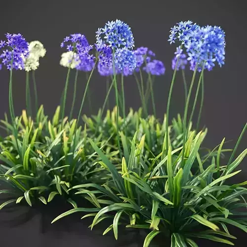 XfrogPlants African Lily - Agapanthus Africanus  3D model