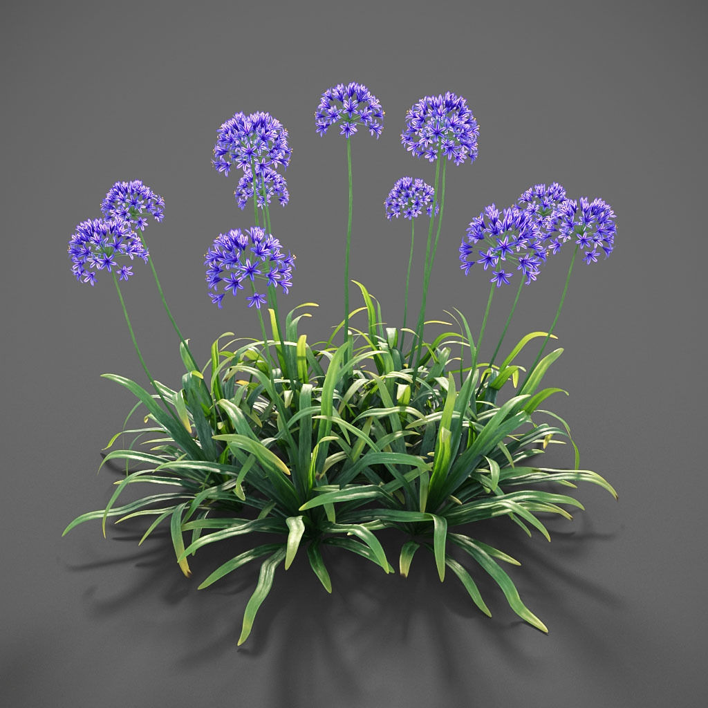 XfrogPlants African Lily - Agapanthus Africanus  3D model_3