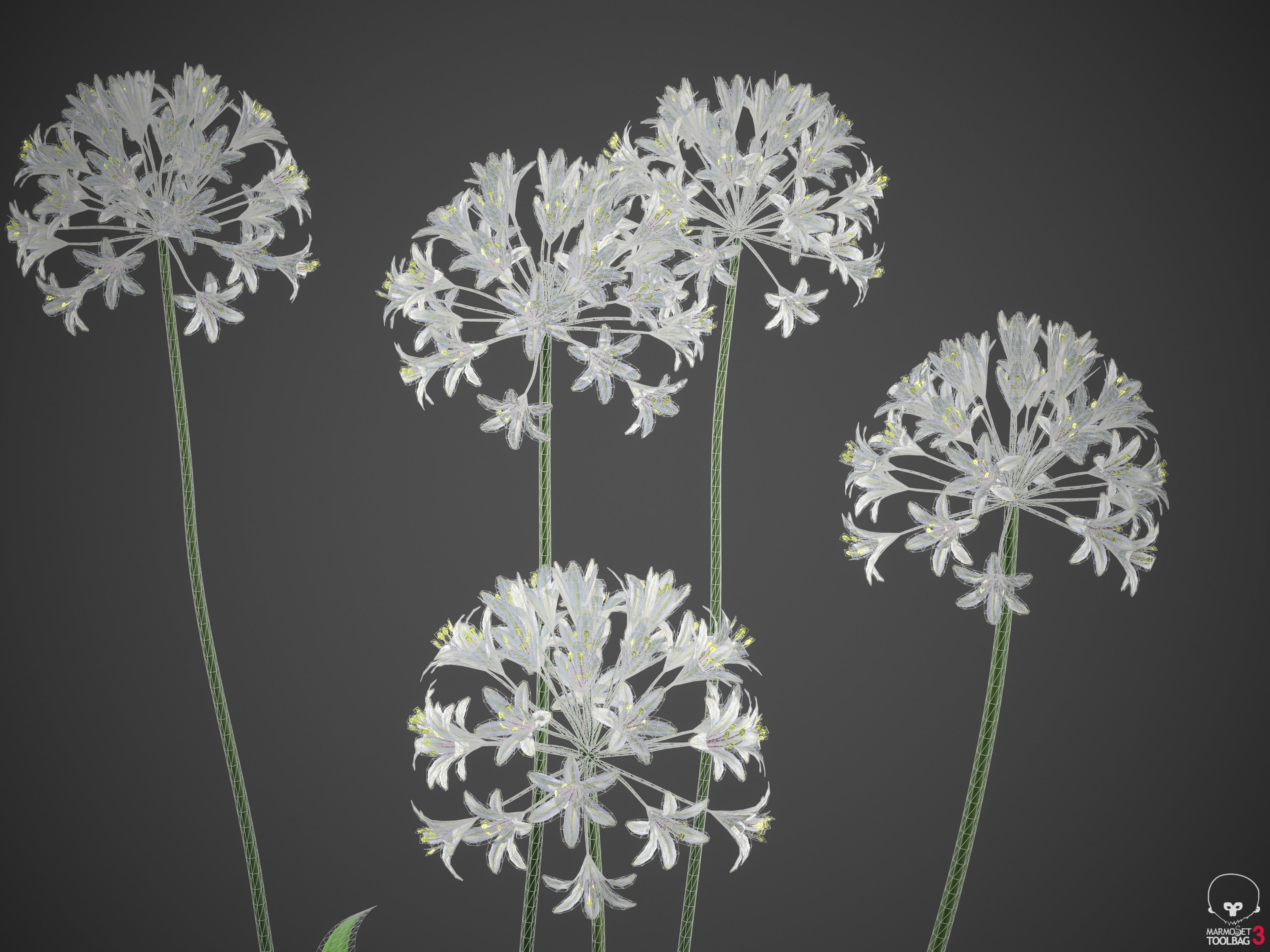 XfrogPlants African Lily - Agapanthus Africanus  3D model_7
