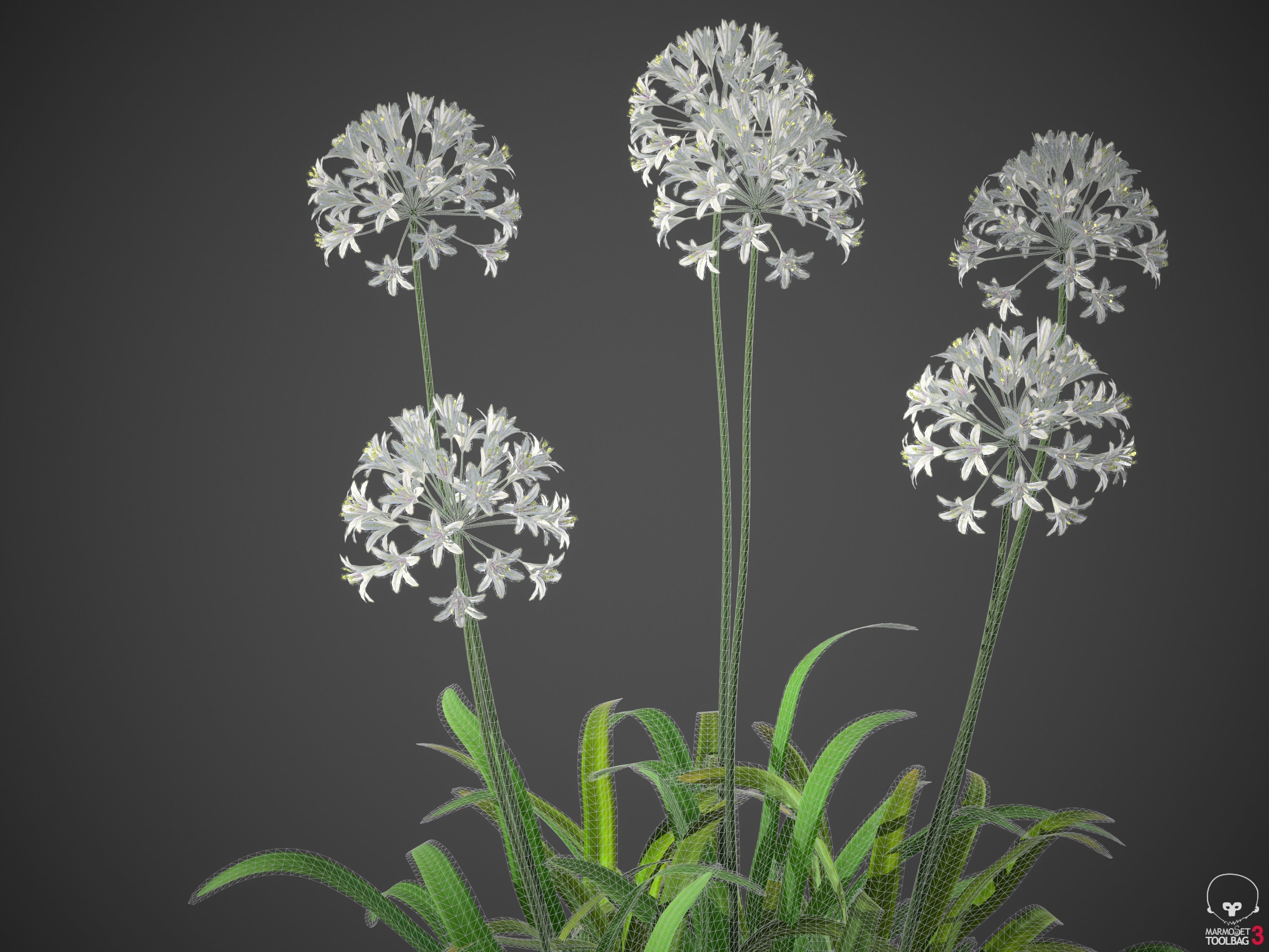 XfrogPlants African Lily - Agapanthus Africanus  3D model_6
