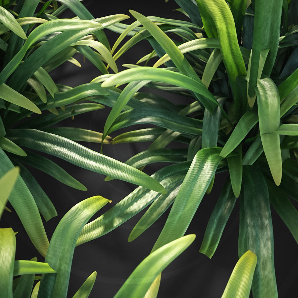 XfrogPlants African Lily - Agapanthus Africanus  3D model_4