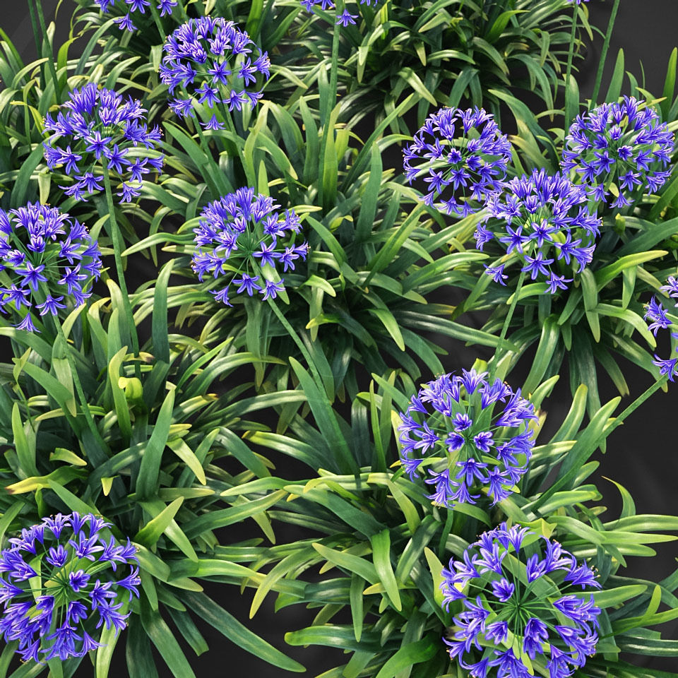 XfrogPlants African Lily - Agapanthus Africanus  3D model_2