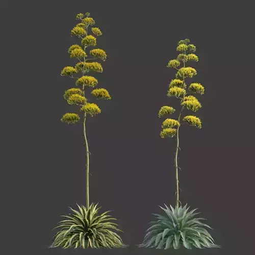 XfrogPlants Century Plant - Agave Americana  3D model