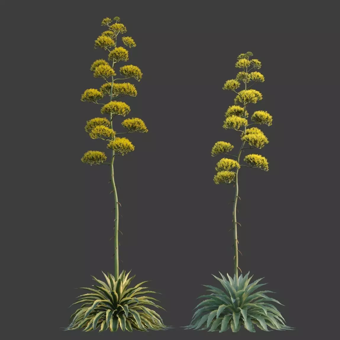 XfrogPlants Century Plant - Agave Americana 3D model