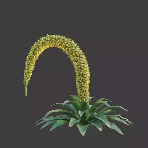 XfrogPlants Foxtail Agave - Agave Attenuata  3D model