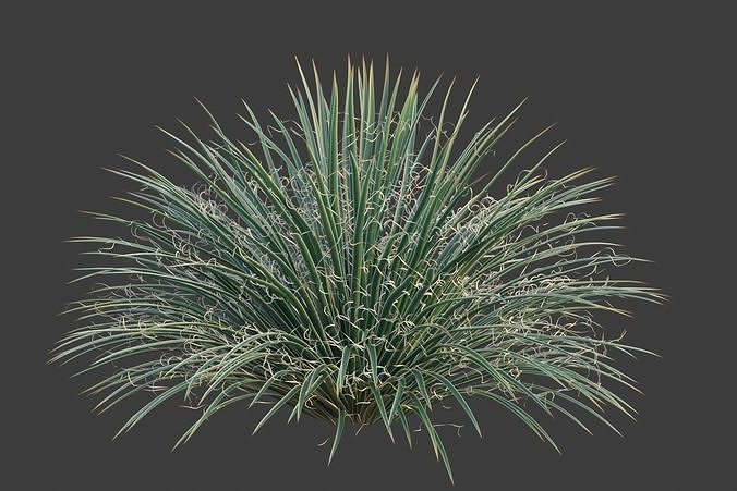 XfrogPlants Twin Flowered Agave - Agave Geminiflora  3D model