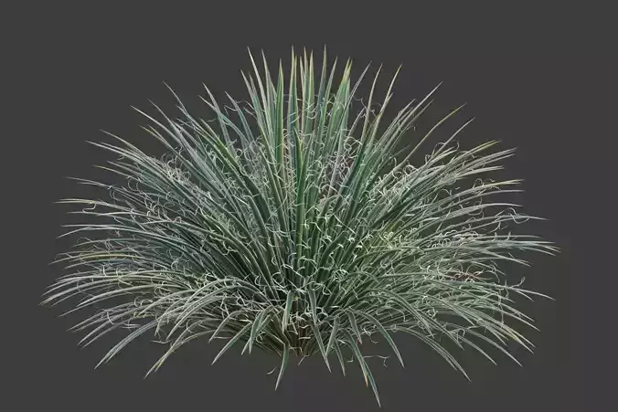 XfrogPlants Twin Flowered Agave - Agave Geminiflora  3D model
