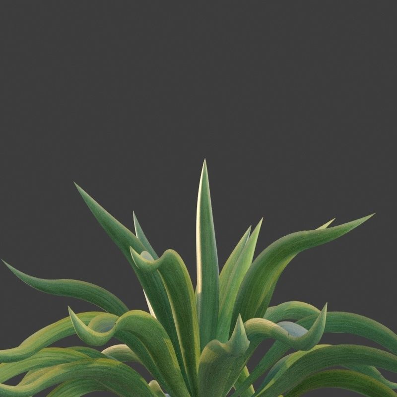 XfrogPlants Octopus Agave - Agave Vilmoriniana  3D model_4