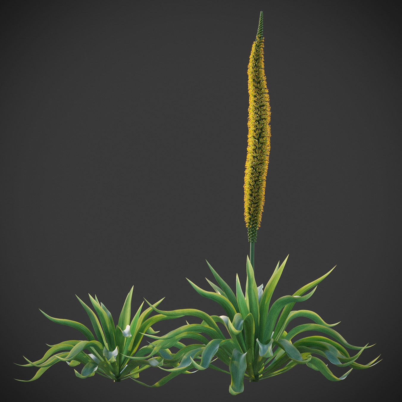 XfrogPlants Octopus Agave - Agave Vilmoriniana  3D model_2