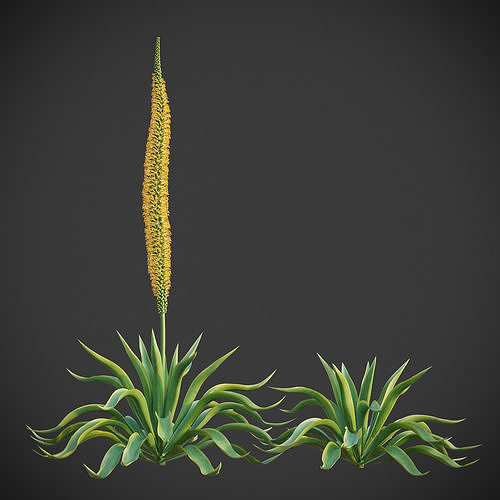 XfrogPlants Octopus Agave - Agave Vilmoriniana  3D model