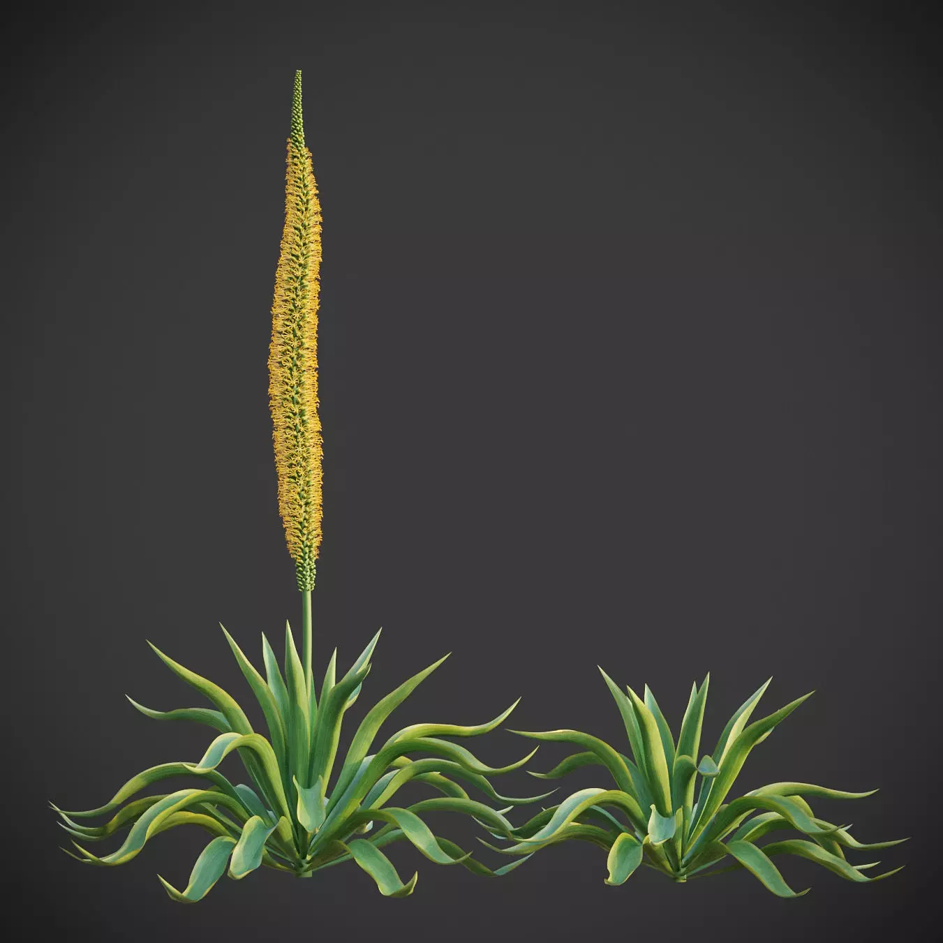 XfrogPlants Octopus Agave - Agave Vilmoriniana  3D model_0