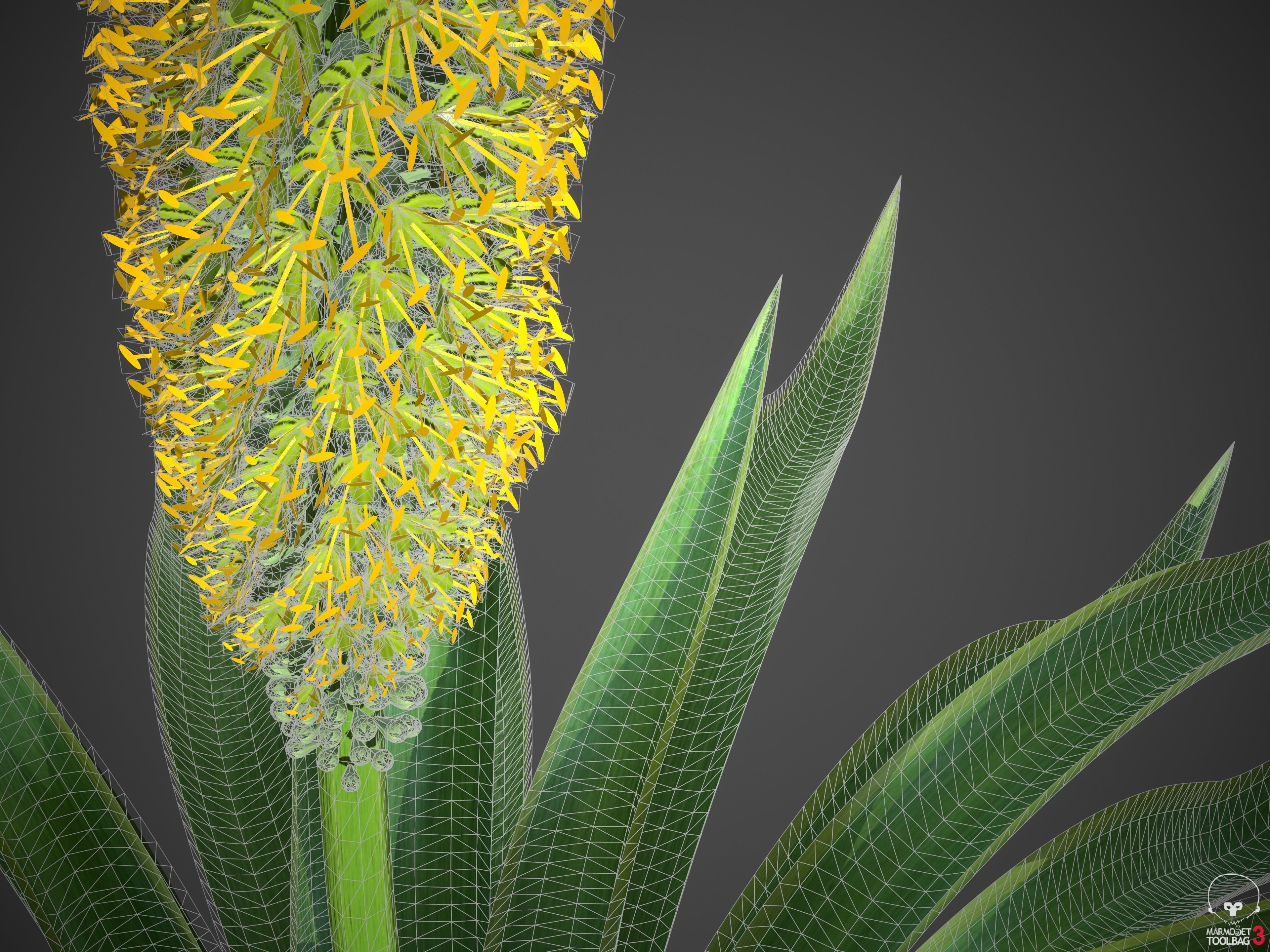 XfrogPlants Octopus Agave - Agave Vilmoriniana  3D model_7