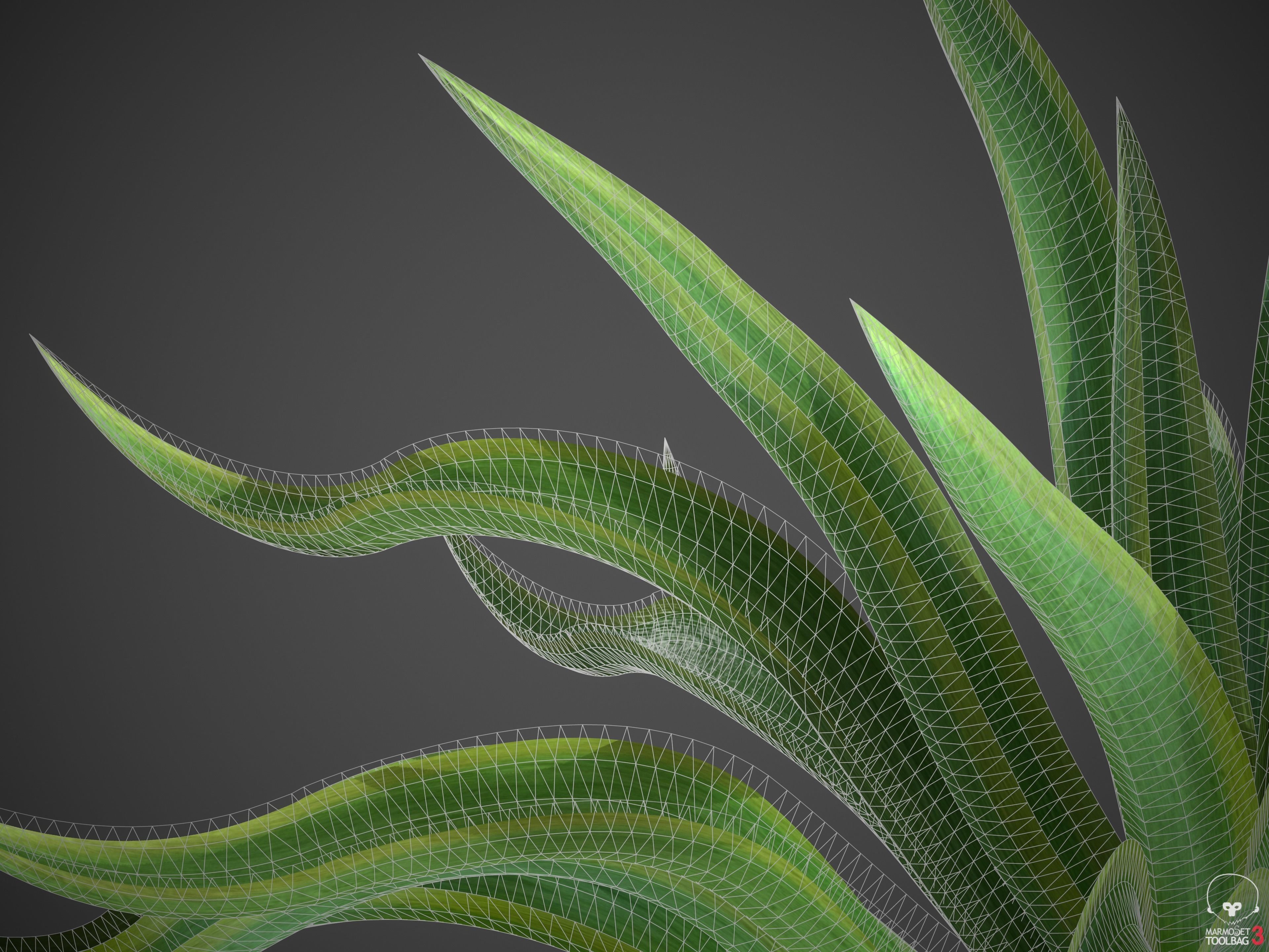 XfrogPlants Octopus Agave - Agave Vilmoriniana  3D model_8